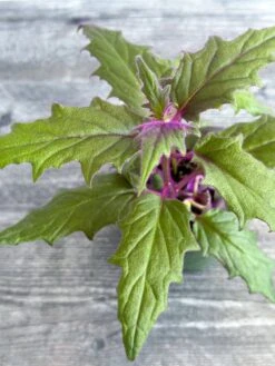 Gynura Aurantiaca 'Purple Passion' -Eds Plant Shop gynura aurantiaca purple passion 840118