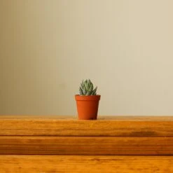 Haworthia 'African Pearls' - 2 Inches -Eds Plant Shop haworthia african pearls 802445