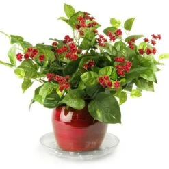 Heavy-Duty Ventilated PET Plant Saucer – 50% Recycled, Recyclable | 6″–24″ 11 Heavy-Duty Ventilated PET Plant Saucer – 50% Recycled, Recyclable | 6″–24″ -Eds Plant Shop heavy duty ventilated pet plant saucer 50 recycled recyclable 624 1380595