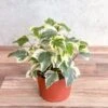Hedera Canariensis - Algerian Ivy Hanging Basket -Eds Plant Shop hedera canariensis algerian ivy 205759