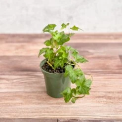 Hedera Helix ‘English Ivy’ -Eds Plant Shop hedera helix english ivy 373621