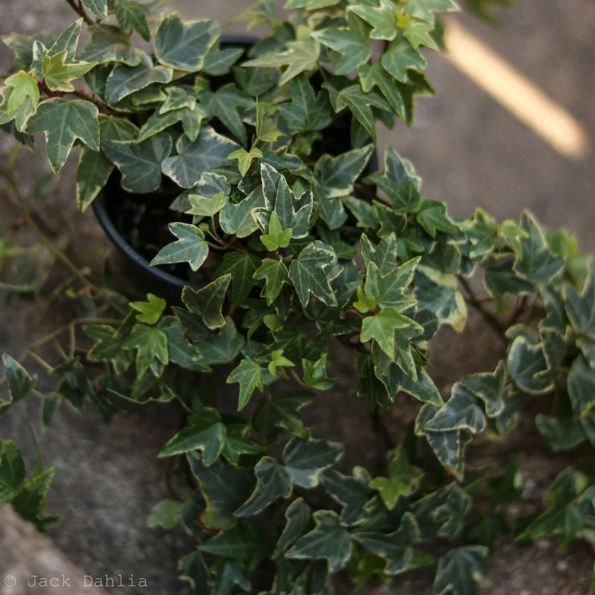 Hedera Helix Variegata ‘Variegated English Ivy’ 9 Hedera Helix Variegata ‘Variegated English Ivy’ - Image 7