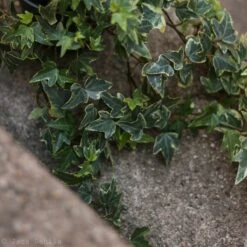 Hedera Helix Variegata ‘Variegated English Ivy’ 12 Hedera Helix Variegata ‘Variegated English Ivy’ -Eds Plant Shop hedera helix variegata variegated english ivy 296700