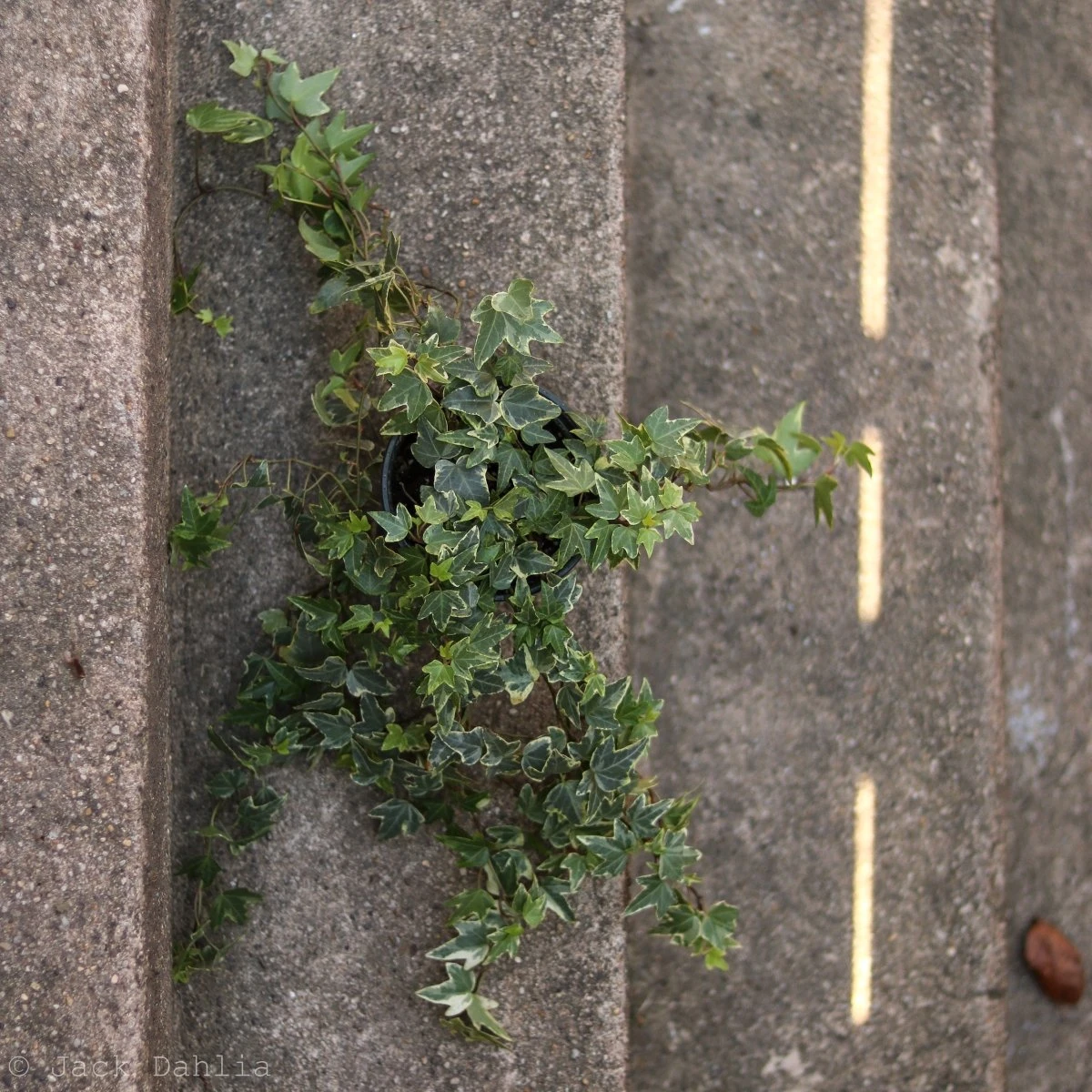 Hedera Helix Variegata ‘Variegated English Ivy’ 6 Hedera Helix Variegata ‘Variegated English Ivy’ - Image 4