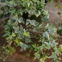 Hedera Helix Variegata ‘Variegated English Ivy’ 15 Hedera Helix Variegata ‘Variegated English Ivy’ -Eds Plant Shop hedera helix variegata variegated english ivy 802868