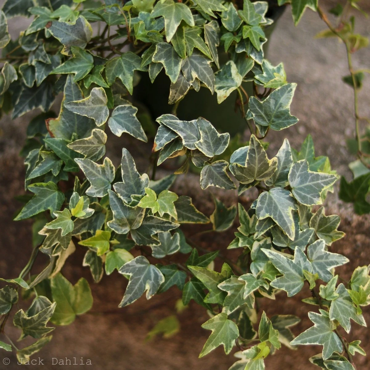 Hedera Helix Variegata ‘Variegated English Ivy’ 8 Hedera Helix Variegata ‘Variegated English Ivy’ - Image 6