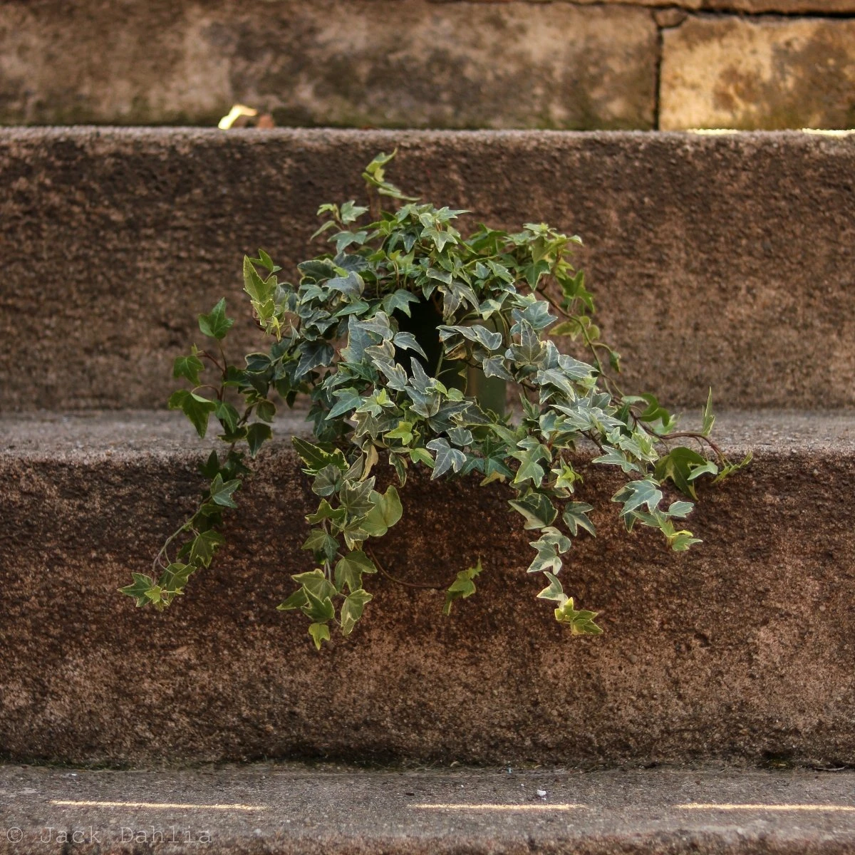 Hedera Helix Variegata ‘Variegated English Ivy’ 4 Hedera Helix Variegata ‘Variegated English Ivy’ - Image 2
