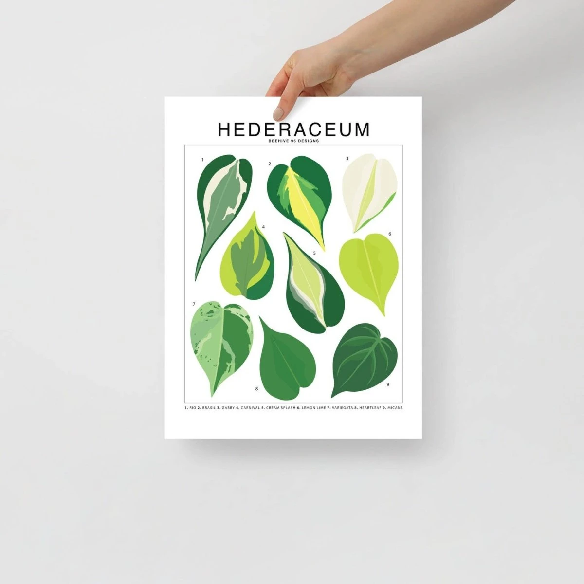 Hederaceum Species ID Chart - Botanical Houseplant Art Print 3 Hederaceum Species ID Chart - Botanical Houseplant Art Print