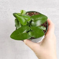 Hemionitis Arifolia 'Heart Fern' -Eds Plant Shop hemionitis arifolia heart fern various sizes 926181