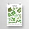 Herbs Species ID Chart - Botanical Garden Art Print