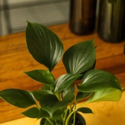 Homalomena ‘Emerald Gem’ – Low Maintenance Tropical Foliage Plant -Eds Plant Shop homalomena emerald gem low maintenance tropical foliage plant 120879