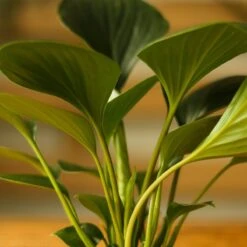 Homalomena ‘Emerald Gem’ – Low Maintenance Tropical Foliage Plant -Eds Plant Shop homalomena emerald gem low maintenance tropical foliage plant 137348