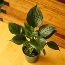 Homalomena ‘Emerald Gem’ – Low Maintenance Tropical Foliage Plant -Eds Plant Shop homalomena emerald gem low maintenance tropical foliage plant 890038