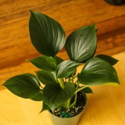 Homalomena ‘Emerald Gem’ – Low Maintenance Tropical Foliage Plant -Eds Plant Shop homalomena emerald gem low maintenance tropical foliage plant 913909