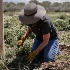 Barebones Hori Hori Ultimate Gardening Tool – The All-in-One Outdoor & Garden Blade -Eds Plant Shop hori hori ultimate gardening tool 451404