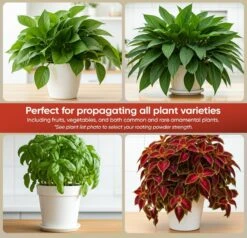 Hormex Rooting Powder #1 – 0.10% IBA Cloning & Rooting Hormone For Softwood, Herbs & Succulent Cuttings -Eds Plant Shop hormex rooting powder 1 010 iba cloning rooting hormone for softwood herbs succulent cuttings 9638333