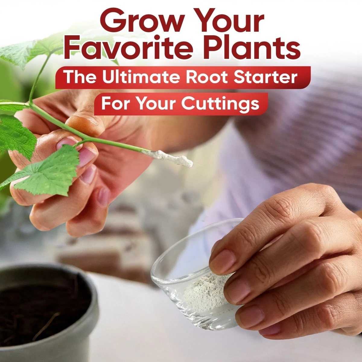 Hormex Rooting Powder #8 – 0.80% IBA Cloning Hormone For Semi-Hardwood Houseplants & Tree Cuttings 9 Hormex Rooting Powder #8 – 0.80% IBA Cloning Hormone For Semi-Hardwood Houseplants & Tree Cuttings - Image 7