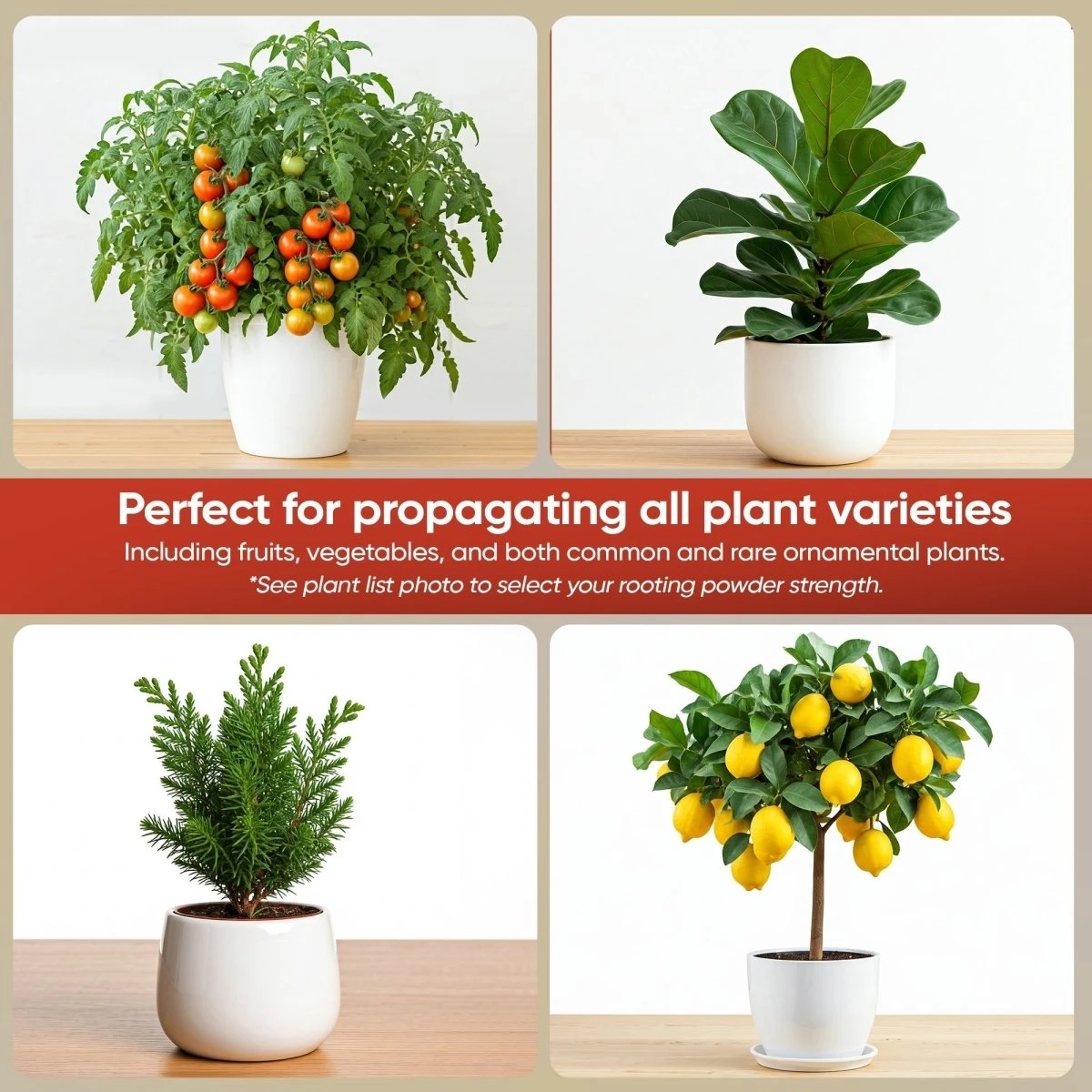 Hormex Rooting Powder #8 – 0.80% IBA Cloning Hormone For Semi-Hardwood Houseplants & Tree Cuttings 5 Hormex Rooting Powder #8 – 0.80% IBA Cloning Hormone For Semi-Hardwood Houseplants & Tree Cuttings - Image 3