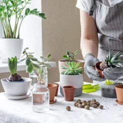 House Plants 3-Tier Walden White LED Grow Tent Kit -Eds Plant Shop house plants 3 tier walden white led grow tent kit 393292