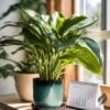 Houseplant Subscription - Subscribe & Thrive! 1 Houseplant Subscription - Subscribe & Thrive! -Eds Plant Shop houseplant subscription subscribe thrive 546887