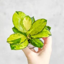 Hoya Australis 'Lisa' -Eds Plant Shop hoya australis lisa various sizes 712268