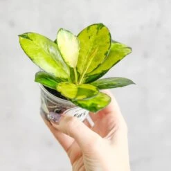 Hoya Australis 'Lisa' -Eds Plant Shop hoya australis lisa various sizes 838974