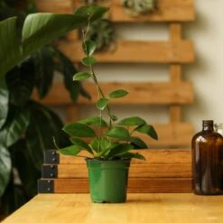 Hoya Australis 'Waxvine' -Eds Plant Shop hoya australis waxvine various sizes 269803