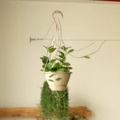 Hoya Australis 'Waxvine' -Eds Plant Shop hoya australis waxvine various sizes 468366