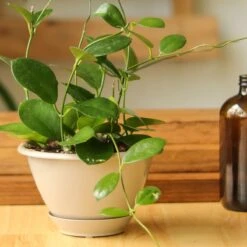 Hoya Australis 'Waxvine' -Eds Plant Shop hoya australis waxvine various sizes 776573