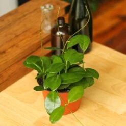 Hoya Australis 'Waxvine' -Eds Plant Shop hoya australis waxvine various sizes 884391