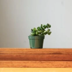 Hoya Carnosa Compacta 'Hindu Rope' -Eds Plant Shop hoya carnosa compacta hindu rope various sizes 188161