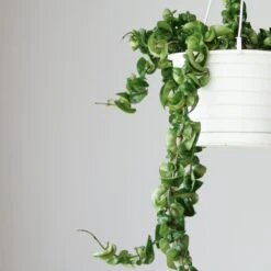 Hoya Carnosa Compacta 'Hindu Rope' -Eds Plant Shop hoya carnosa compacta hindu rope various sizes 272569