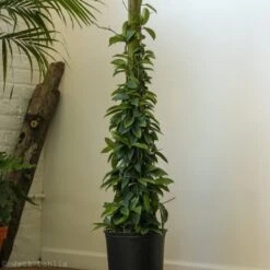 Hoya Carnosa Green 'Wax Plant' – Porcelain Flower -Eds Plant Shop hoya carnosa green wax plant various sizes 809788