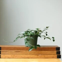 Hoya Carnosa Green 'Wax Plant' – Porcelain Flower -Eds Plant Shop hoya carnosa green wax plant various sizes 813062