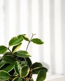Hoya Carnosa 'Krimson Queen' Hanging Basket