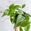 Hoya Caudata Sumatra Wax Plant - Various Sizes -Eds Plant Shop hoya caudata sumatra wax plant various sizes 407810