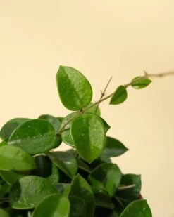 Hoya 'Chouke' - Unique Speckled Wax Plant -Eds Plant Shop hoya chouke hanging basket unique speckled wax plant 592030