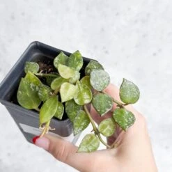 Hoya Curtisii - Tiny-Leaf Waxflower 15 Hoya Curtisii - Tiny-Leaf Waxflower -Eds Plant Shop hoya curtisii tiny leaf waxflower various sizes 195255
