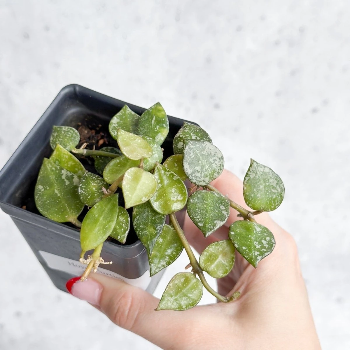 Hoya Curtisii - Tiny-Leaf Waxflower 6 Hoya Curtisii - Tiny-Leaf Waxflower - Image 4