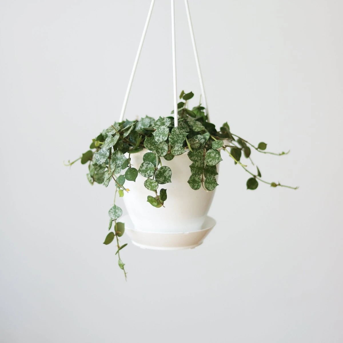 Hoya Curtisii - Tiny-Leaf Waxflower 3 Hoya Curtisii - Tiny-Leaf Waxflower