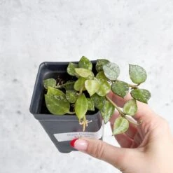 Hoya Curtisii - Tiny-Leaf Waxflower 18 Hoya Curtisii - Tiny-Leaf Waxflower -Eds Plant Shop hoya curtisii tiny leaf waxflower various sizes 244084