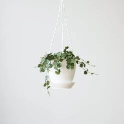 Hoya Curtisii - Tiny-Leaf Waxflower 14 Hoya Curtisii - Tiny-Leaf Waxflower -Eds Plant Shop hoya curtisii tiny leaf waxflower various sizes 270401