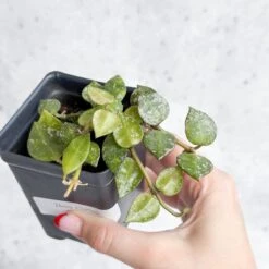 Hoya Curtisii - Tiny-Leaf Waxflower 20 Hoya Curtisii - Tiny-Leaf Waxflower -Eds Plant Shop hoya curtisii tiny leaf waxflower various sizes 304670