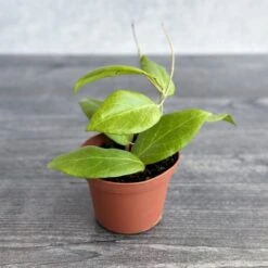 Hoya Cutis-porcelana ‘Porcelain Skin’ – Rare Endemic Hoya Houseplant -Eds Plant Shop hoya cutis porcelana porcelain skin hoya various sizes 902518
