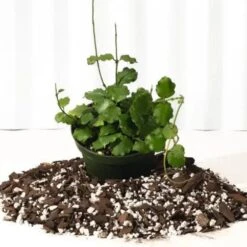 Hoya 'Endauensis' - Small Leaf Wax Plant