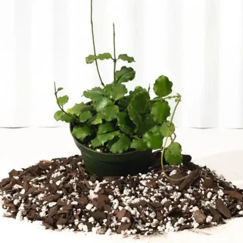 Hoya 'Endauensis' - Small Leaf Wax Plant 3 Hoya 'Endauensis' - Small Leaf Wax Plant