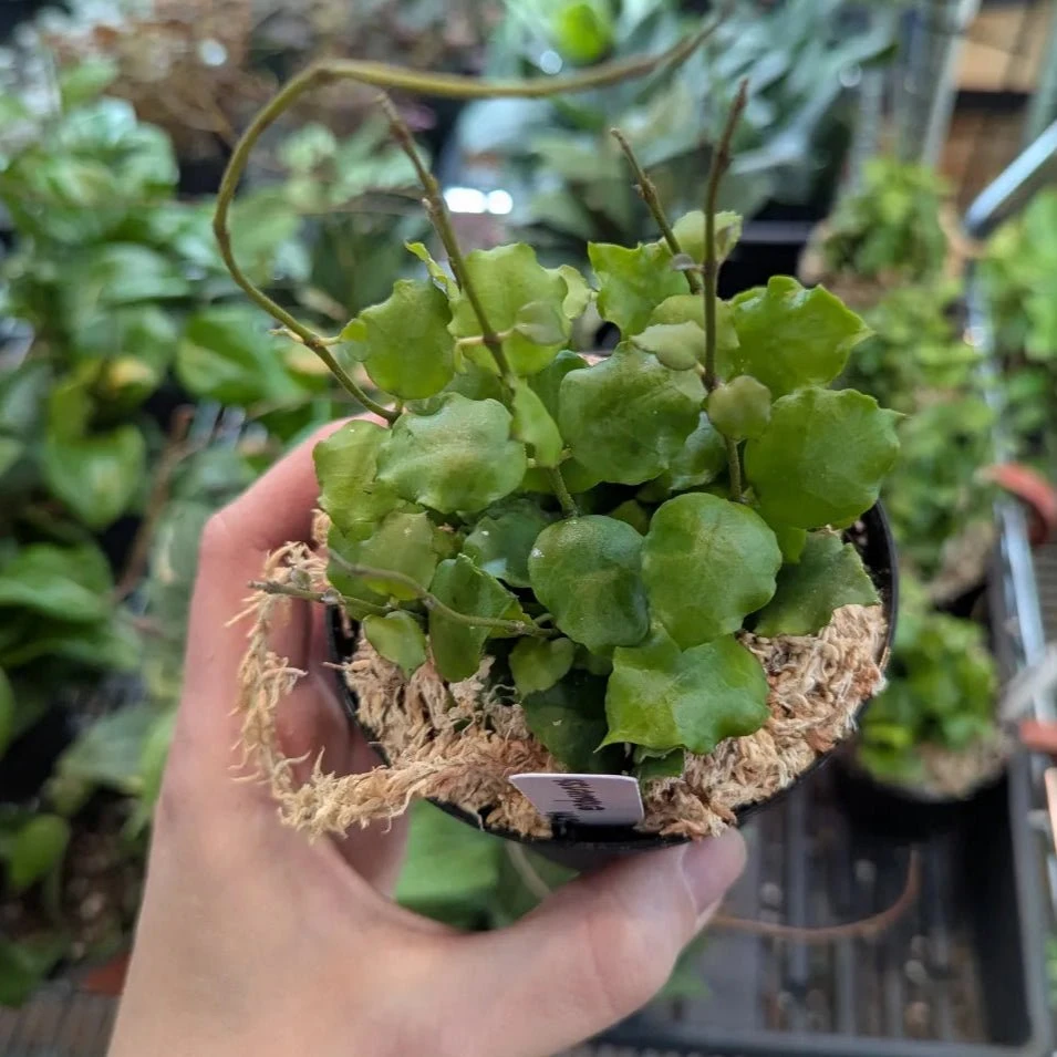 Hoya 'Endauensis' - Small Leaf Wax Plant 4 Hoya 'Endauensis' - Small Leaf Wax Plant - Image 2