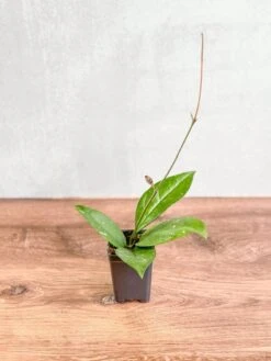 Hoya Fungii X Pubicalyx - Fungii Wax Plant 7 Hoya Fungii X Pubicalyx - Fungii Wax Plant -Eds Plant Shop hoya fungii x pubicalyx fungii wax plant 4 inch 280045