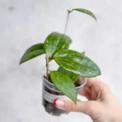 Hoya Hanhai - Pink Hanhai Hoya - 3 Inch -Eds Plant Shop hoya hanhai pink hanhai hoya 3 inch 321966