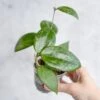 Hoya Hanhai - Pink Hanhai Hoya - 3 Inch 2 Hoya Hanhai - Pink Hanhai Hoya - 3 Inch -Eds Plant Shop hoya hanhai pink hanhai hoya 3 inch 759921